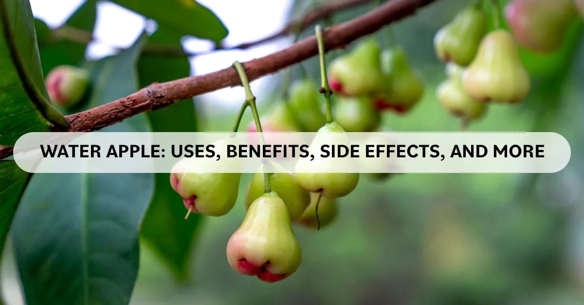 Water Apple: Uses, Benefits, Side Effects, And More 
